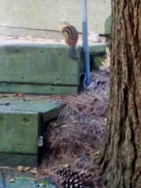 Kountry Resort Glamping in Ohio 3x4 Kountry Resort Glamping in Ohio stairs of the cabin with a chimpmunk and pine cone.